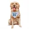 White Indianapolis Colts Albert Okwuegbunam Jr.   Dog & Cat Pet Bandana